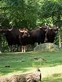 Au coeur du zoo de New York
