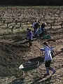 Nos mains dans la terre, l'aventure des enfants et des arbres