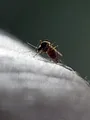 Le moustique, un ennemi bien armé