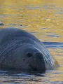 Zotte dieren