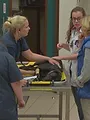 Dierendokters 24/7
