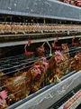 Un village et un million de poulets