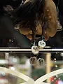 Equitation : Coupe du monde de saut d'obstacles