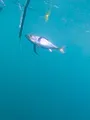 De la pêche à l'assiette : le thon