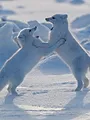 Mammals