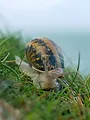 Escargots : Le grand voyage du petit-gris
