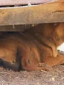 Animal Cops