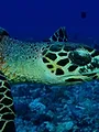 Tuamotu sauvages