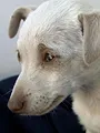Animal Cops