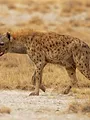 Beauval, au plus près des animaux