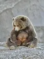 Le pays de l'ours