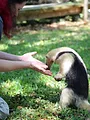 Au coeur du zoo : Tampa