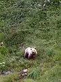 Pyrénées, vivre avec l'ours