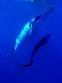 A la rencontre des baleines avec Steve Backshall