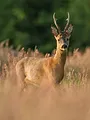 A la poursuite du petit prince de la forêt