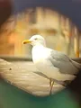 planet e.: Wenn Vögel die Stadt erobern