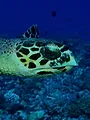 Tuamotu sauvages