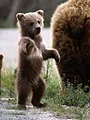 Zotte dieren