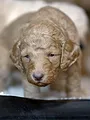 Le langage des animaux