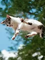 Zotte dieren