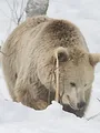 Un ours en hiver