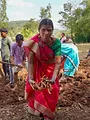Curcuma, une épice en or