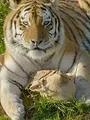 Les animaux guérisseurs