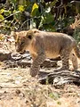 Sur la piste des chiens sauvages d'Afrique
