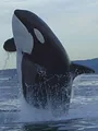 Killer Whale Chronicles