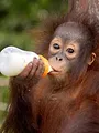 Orangs-outans : nos frères de la forêt