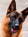 Rex, chien flic S5 E6