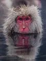Snow Monkeys: Natural World