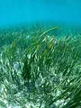 Aux Baléares, sauver les herbiers marins