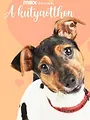 Dog House : un chien pour la vie