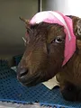 L'incroyable Dr Pol