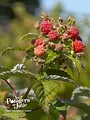 Les potagers de Julie