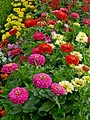 Mijn Tuin