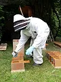 Quel avenir pour nos abeilles ?
