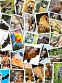 Animal Cops