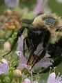 Insectes, la sixième extinction massive ?