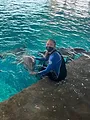 Requins vs Dauphins : la guerre des Bahamas