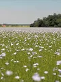 Le lin, ce trésor français