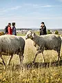 Heimat entdecken: Wandern auf dem Albschäferweg