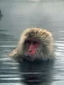 Les animaux guérisseurs