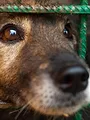 Chiens et chats sans collier