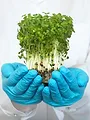 Orbita laika