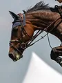Equitation : Coupe du monde de saut d'obstacles