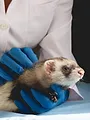 Dierendokter in het wild