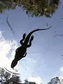 Crocodiles vs alligators