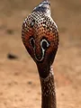 Traqueur de serpents